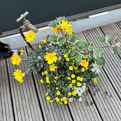 Blumen lieben Wasser - 12 von 12 im Mai 2022 von Sonja Fuchs alias Fuchsmunter