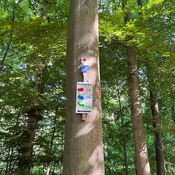 Viele Wege fuehren durch den Hildener Stadtwald 12 von 12 im Juni 2022 von Sonja Fuchs alias Fuchsmunter